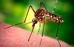 Как Защититься От Комаров