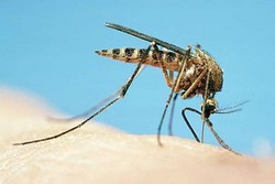 электронные средства защиты от комаров